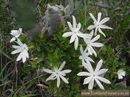 Image result for Jasminum multipartitum