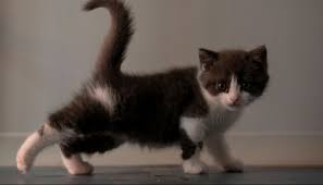 وفي اللقطات المصورة تظهر قطة تدخل مستشفى في منطقة كاراباجلار في إزمير، غربي تركيا، وبفمها صغيرها، الذي يعاني من مشاكل في عينيه. Ø«ÙˆÙ… Ø£ÙˆÙ„ Ù‚Ø·Ø© ØµÙŠÙ†ÙŠØ© Ù…Ø³ØªÙ†Ø³Ø®Ø©