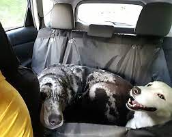 Balloons are best known for their static electricity which attracts hair. How To Remove Dog Hair From A Car Guide Woof Whiskers