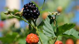 Blackberries have either a sweet or bitter taste, depending on the ripeness. Is It A Blackberry Or A Dewberry One Answer Is Always Right