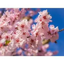 Has anyone ever seen this or know what is causing it? Online Orchards Akebono Cherry Blossom Tree Bare Root 3 Ft To 4 Ft Tall Flch008 The Home Depot In 2021 Blossom Trees Cherry Blossom Tree Flowering Cherry Tree