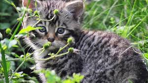 It is in a relatively secluded location on the northeastern slope of caveh. Coronavirus How Belfast Zoo Is Welcoming Back Visitors Cbbc Newsround