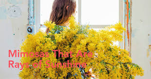 Image result for Mimosa