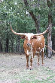 Img 8625 Longhorn Cattle Longhorn Cow Cattle