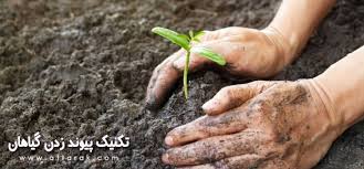 تکنیک پیوند زدن گیاهان در خانه عطارک Seeds Plants Permaculture