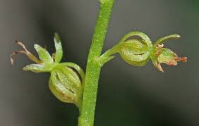 Image result for Nesaea cordata