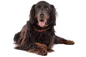 Check spelling or type a new query. Flat Coated Retriever Puppies For Sale In District Of Columbia Adoptapet Com