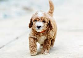 Very cute red mini goldendoodle puppies available in miami, fort myers, tampa, orlando, sarasota. Home Raised Goldendoodle Puppies For Sale Peters Puppies