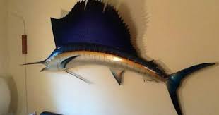 Real Sailfish Swordfish Trophy 100 Wall Mount Mid Century Modern Fishing Marlin Mid Century Modern Wall Mount Sailfish