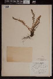 Image result for Asplenium buettneri