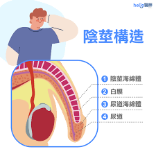 7成男性陰莖是歪的！彎曲超過30度需就醫，治療靠陰莖