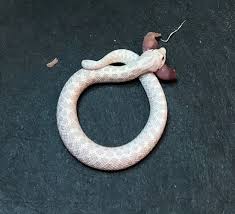 Snow Western Hognose By J C Hognoses Llc Morphmarket Usa Westerns List Of Animals Live Animals