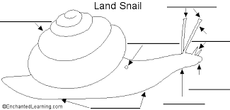Land Snail Anatomy Diagram To Label Minibeasts Fun Science Snail