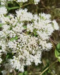 Image result for Dicliptera carvalhoi