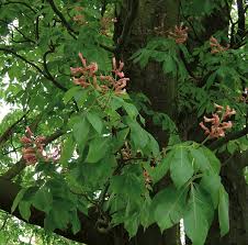Mature horse chestnut trees grow to a height of around 40m and can live for up to 300 years. Aesculus Trees And Shrubs Online
