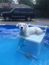 dogo lifeguard duty dog pool dog pool ramp diy swimming pool