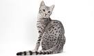 Egyptian Mau Breeder & Kittens for Sale from Belle Hollow ...