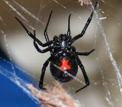 Black widow spiders are often found around wood piles and gain entry into a structure when firewood is carried into a building. Spider Control In San Jose By Planet Orange
