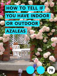 How To Tell If You Have Indoor Or Outdoor Azaleas Plants Mini Cactus Plants Pineapple Planting