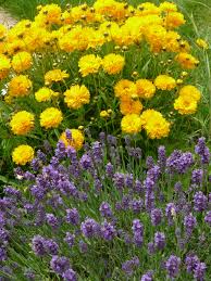 massif d ete lavande et coreopsis lavande jardins les saisons