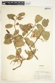 Image result for Erianthemum dregei