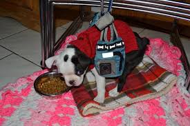 Swimmer Puppy Syndrome