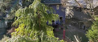 Check spelling or type a new query. Yard Trees Trees Seattle Gov