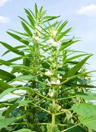 Image result for Sesamum