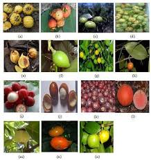 Image result for Garcinia acutifolia