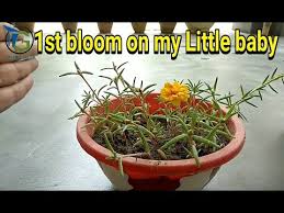 He said, since you grow roses, i thought you might like to. Moss Rose Ki Seedling And Cutting Video Ka Update By Tech Garden