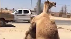 Do the trump hump, hump, hump, hump, or take a dump! Got The Hump Randy Camels Mate In Front Of Bemused Drivers Daily Mail Online