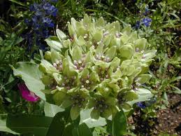 Asclepias Viridis Walt Green Antelopehorn Green Milkweed Asclepias Plant Images Native Plants