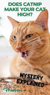 What Does Catnip Do To Cats I Why Cats Love Catnip So Much Cat Facts Funny Cats Pet Snapchats