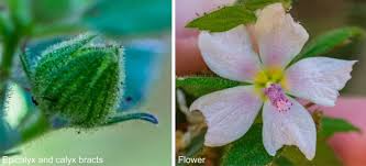 Image result for Pavonia senegalensis