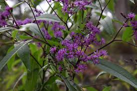 Image result for Vernonia tanganyikensis