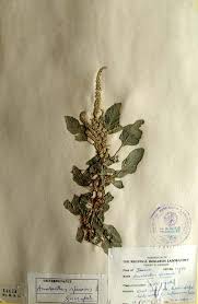 Image result for Amaranthus spinosus
