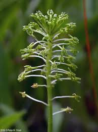 Image result for Malaxis