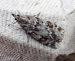 Image result for Scoparia subfusca