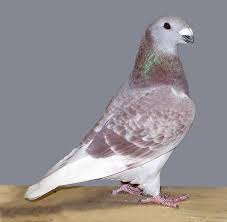 Show Homer Pigeons For Sale Pigeon Breeds Pigeons For Sale Pigeon Pictures