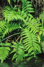 Image result for Christella dentata
