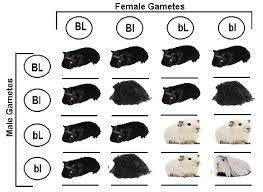 Complete a punnett square for the cross identify the genotypes and phenotypes for the potential. Dihybrid Crosses In Guinea Pigs Biology Libretexts