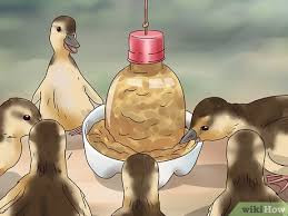 Generally, baby birds are fed by earthworms, small insects, snails, and larvae. How To Feed Wild Baby Ducks 11 Steps With Pictures Wikihow