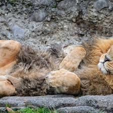 Exotic pet stores near me. 10 Legal Exotic Pets That Pose No Threat To Public Safety Pethelpful