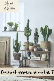 Opuntia, cactus de noël, cotyledon, tant de noms qui vous parleront si vous vous intéressez de près à la famille des cactées. Comment Arroser Un Cactus Deco Plantes Interieur Decoration Cactus Decoration Plantes Interieur