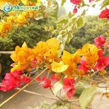 Pin On Trinitarias Buganvilias Mis Favoritasssss Ya Tengo 13