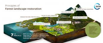 From another point of view, the concepts of land the concepts and language of design (motloch, 1991). Forest Landscape Restoration Iucn