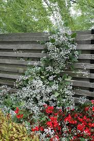 Honey bees and other pollinators love it! Get Mrs Robert Brydon Clematis In Mi At English Gardens Nurseries Serving Clinton Township Dearborn Heights Eastpointe Royal Oak West Bloomfield And The Plymouth Ann Arbor Michigan Areas
