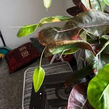 Image result for Croton pseudopulchellus