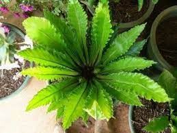 Bird S Nest Fern Care How To Grow Bird S Nest Fern Bird Nest Fern Plants Ferns Care
