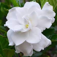 Moon Flower Australian Plants Flowers Gardenia
